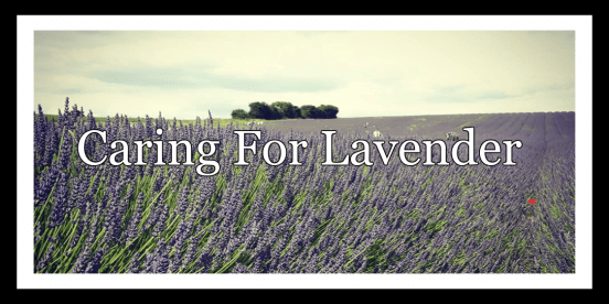 Caring For Lavender