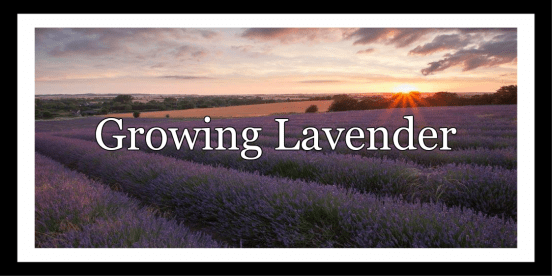Growing lavender