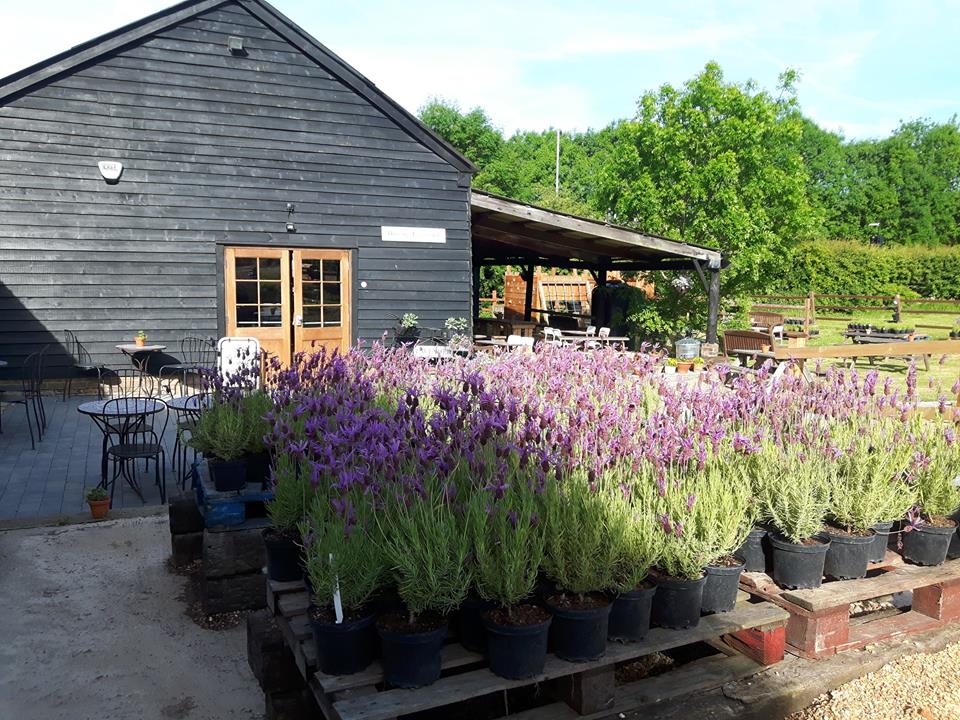 Lavender Growing Series: Potting Up  Hitchin Lavender Blog