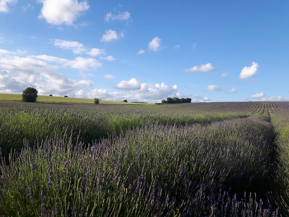 19399247_10155399026121354_6491893577458409855_n