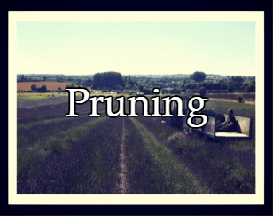 Pruning