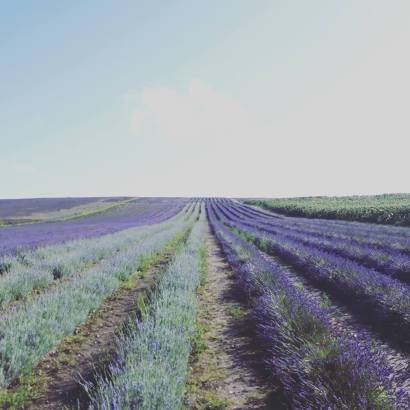 20638836_10155565871491354_5653239617262441151_n