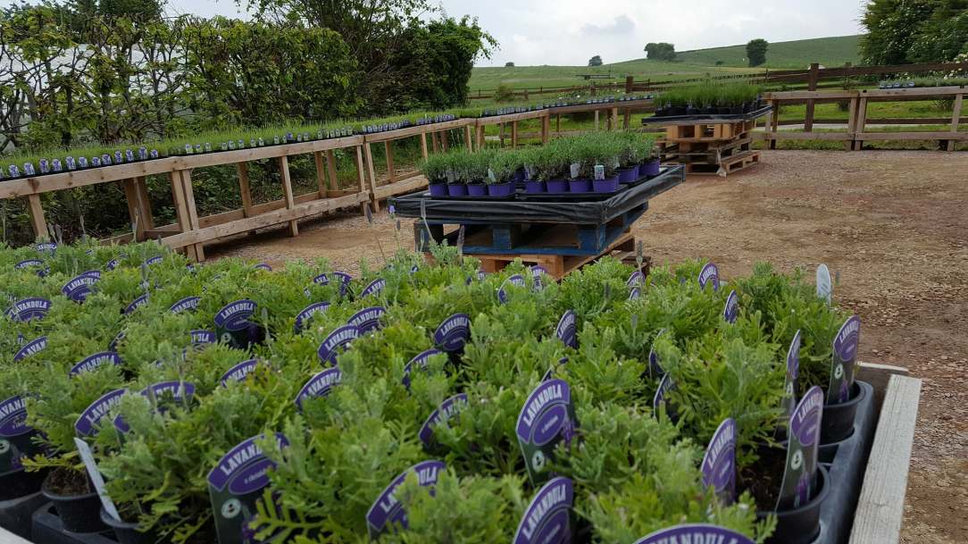 33992980_10213597941400440_7662404505706692608_n