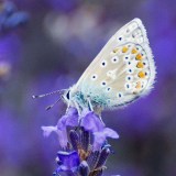 14733680_558745234317335_6239042886294306816_n