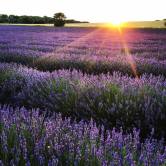 16938790_10155013498646354_8213196505658959149_n[1]