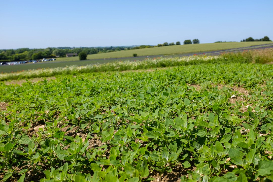 Sunflowers - 27-06-19