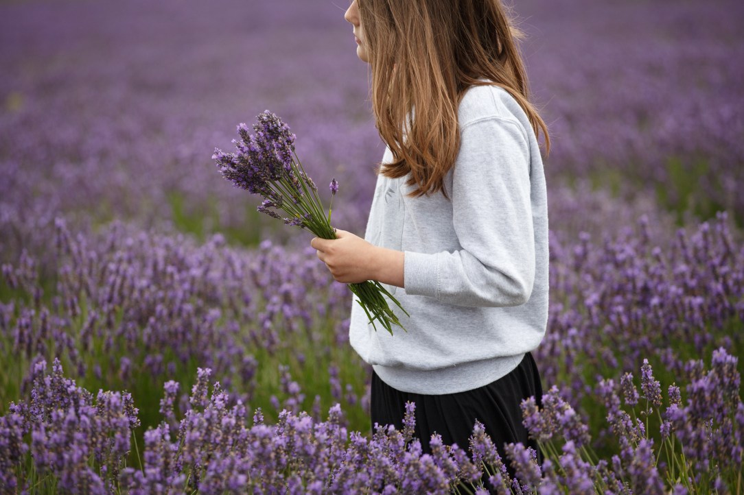 Hitchin-Lavender-girl-carrying-bunch-Sharon-Cooper
