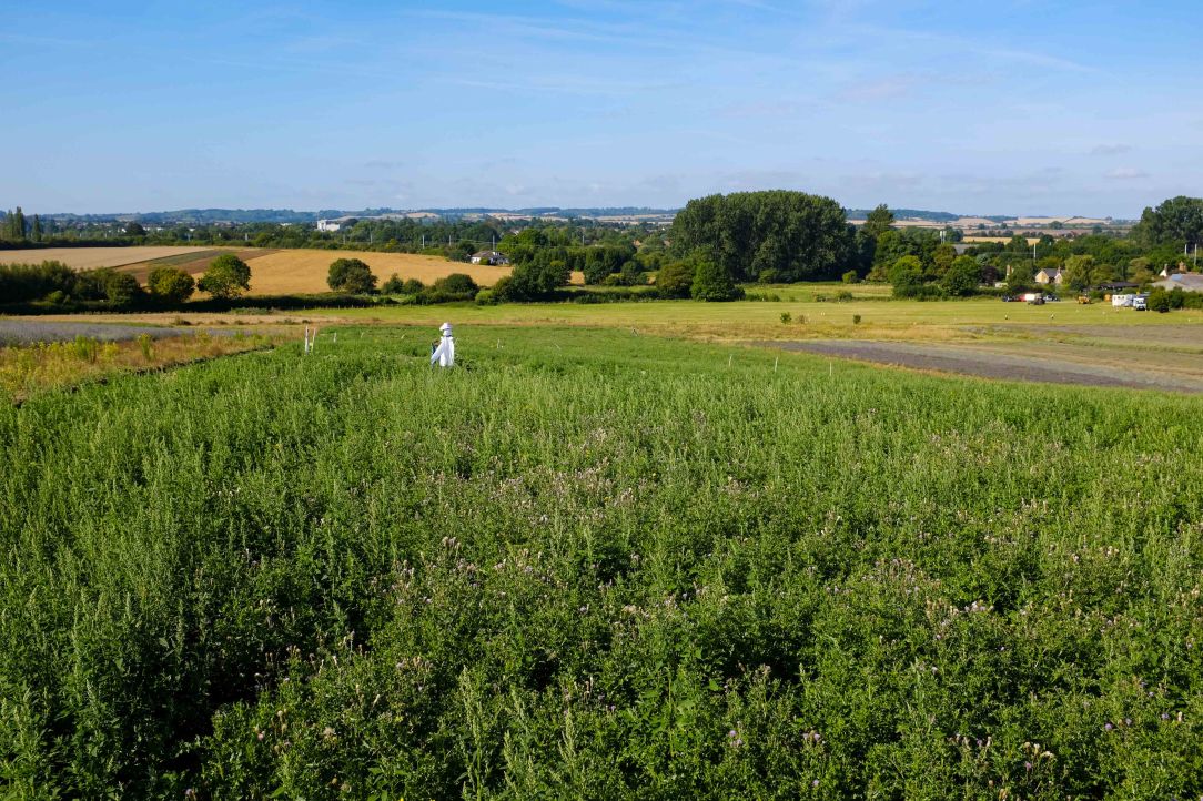 Sunflower Patch - 22-08-19