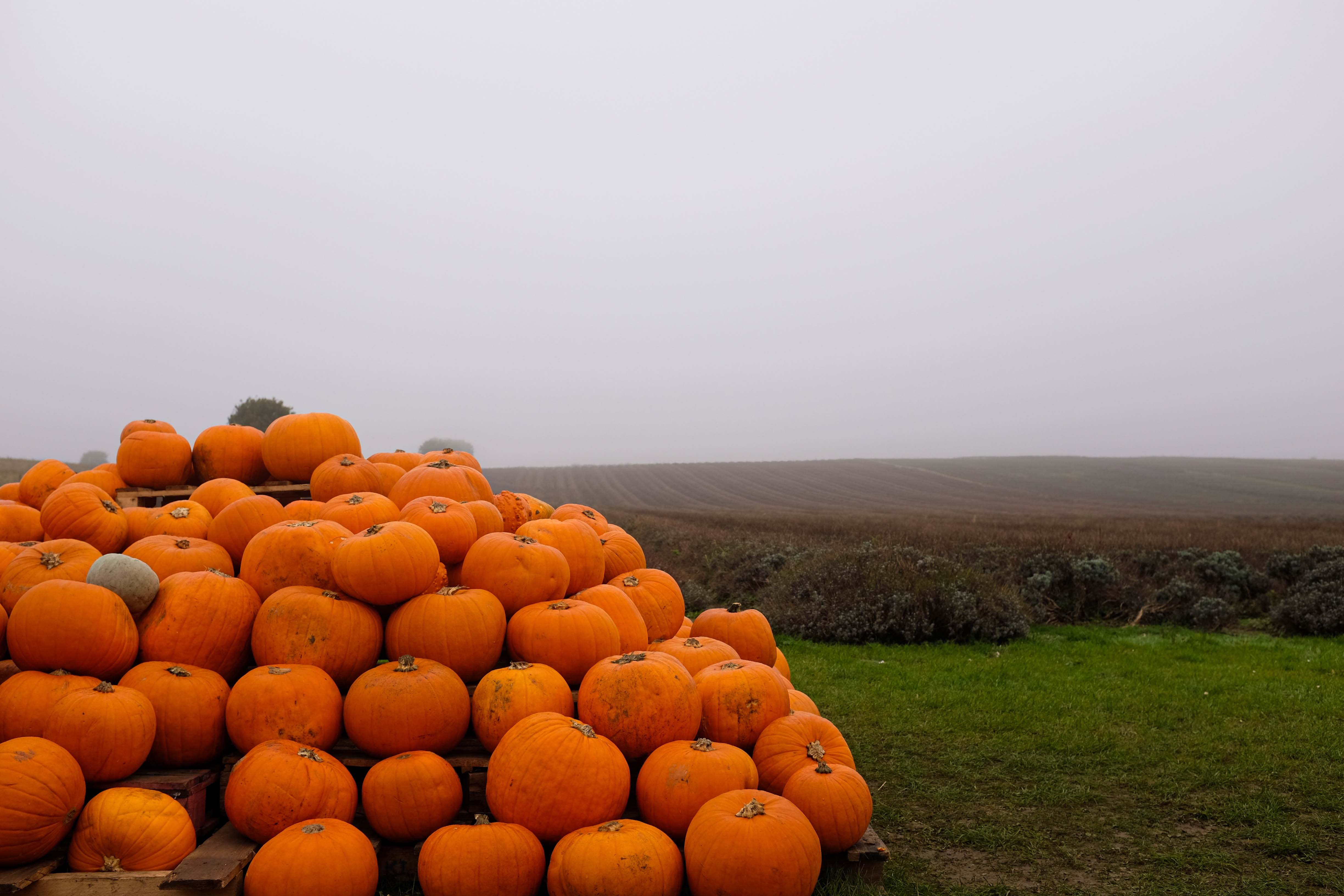 A tour of traditional Halloween pumpkins in front of the lavender rows on the main field.