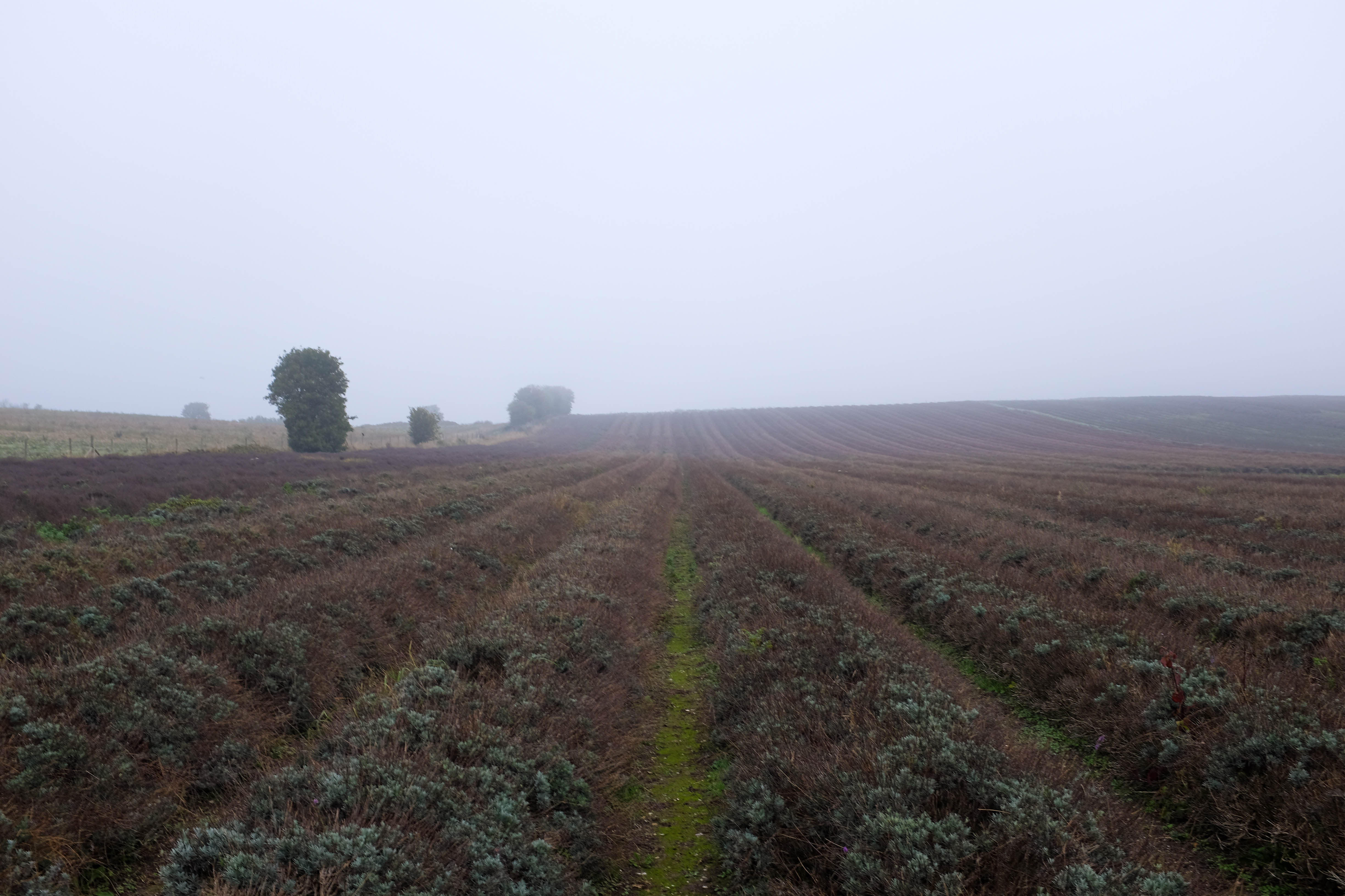 The lavender rows in the main field, with a light mist on the horizon.