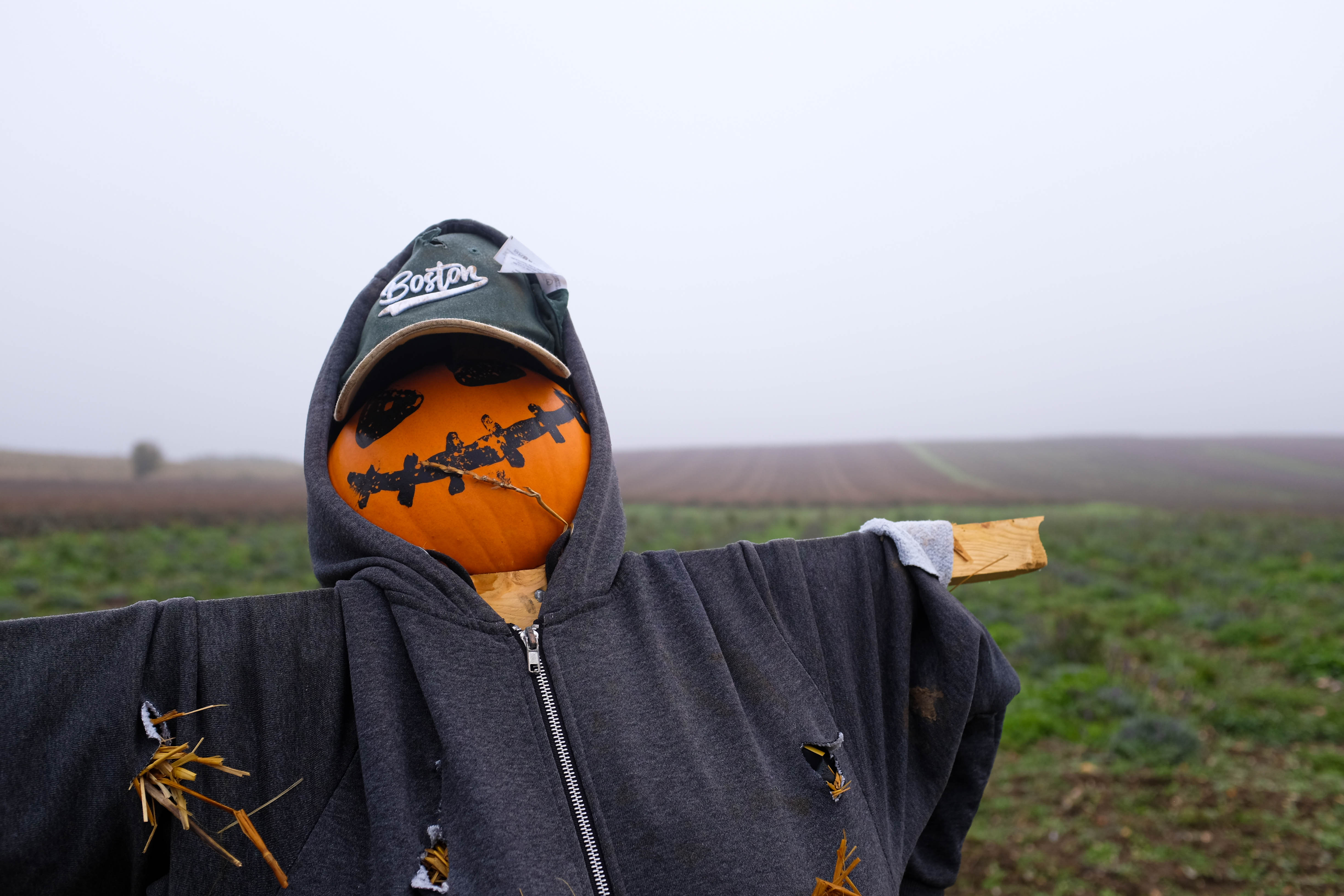 A pumpkin scarecrow in front of the lavender rows on the main field.